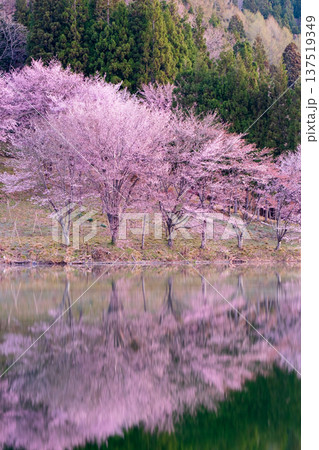 中綱湖のオオヤマザクラ 137519349