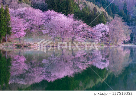 中綱湖のオオヤマザクラ 137519352