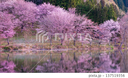 中綱湖のオオヤマザクラ 中綱湖のオオヤマザクラ 137519356