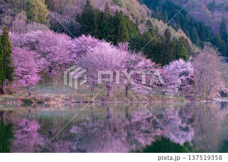 中綱湖のオオヤマザクラ 137519358