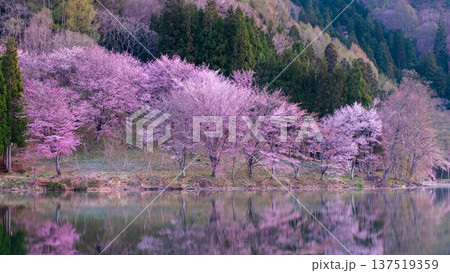 中綱湖のオオヤマザクラ 137519359