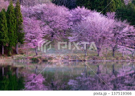 中綱湖のオオヤマザクラ 中綱湖のオオヤマザクラ 137519366