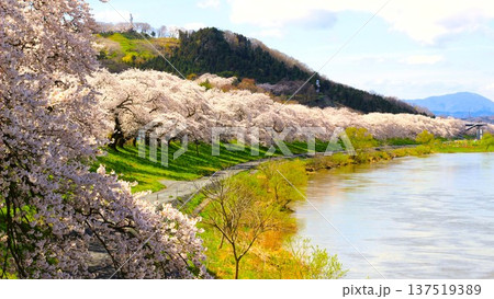 一目千本桜 一目千本桜 137519389
