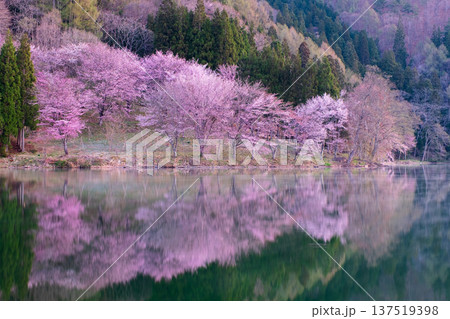 中綱湖のオオヤマザクラ 中綱湖のオオヤマザクラ 137519398