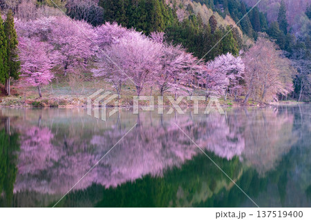 中綱湖のオオヤマザクラ 137519400