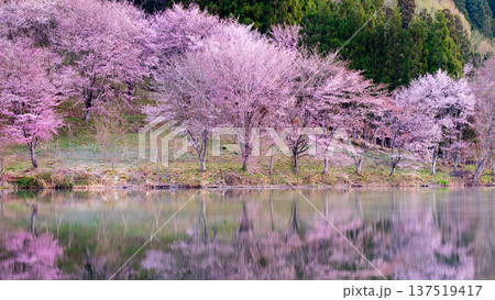 中綱湖のオオヤマザクラ 137519417