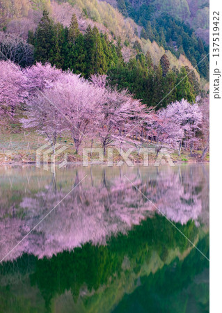 中綱湖のオオヤマザクラ 137519422