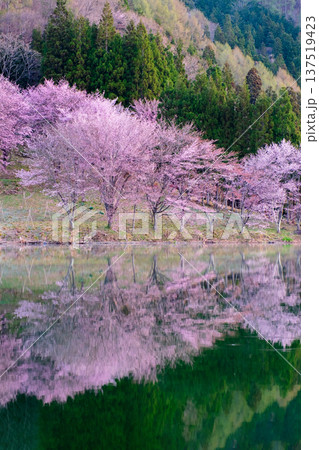 中綱湖のオオヤマザクラ 137519423