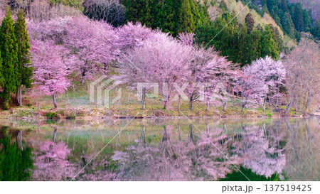 中綱湖のオオヤマザクラ 137519425
