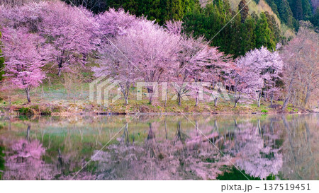 中綱湖のオオヤマザクラ 137519451