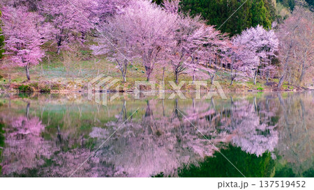 中綱湖のオオヤマザクラ 137519452