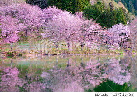 中綱湖のオオヤマザクラ 137519453