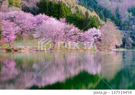 中綱湖のオオヤマザクラ 中綱湖のオオヤマザクラ 137519459