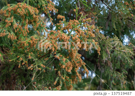 スギ 花粉 スギ 花粉 137519487