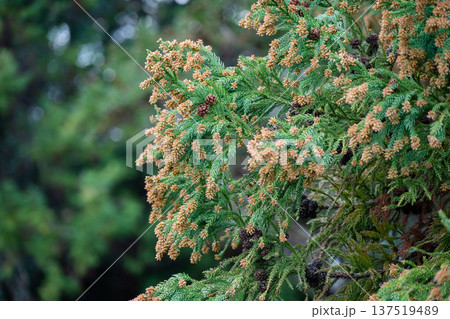 スギ 花粉 スギ 花粉 137519489