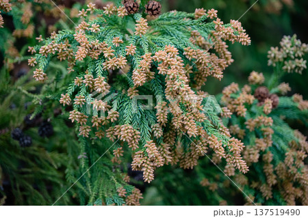 スギ　花粉　 137519490