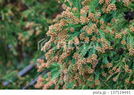 スギ　花粉　 137519491