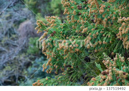 スギ 花粉 スギ 花粉 137519492