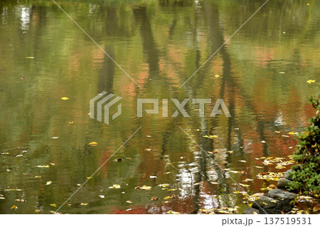 水面に映る紅葉の木々 水面に映る紅葉の木々 137519531