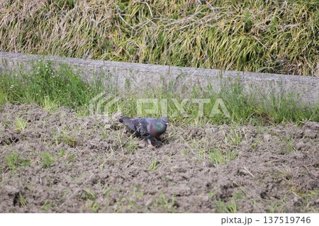 田んぼで餌を食べている鳩 137519746