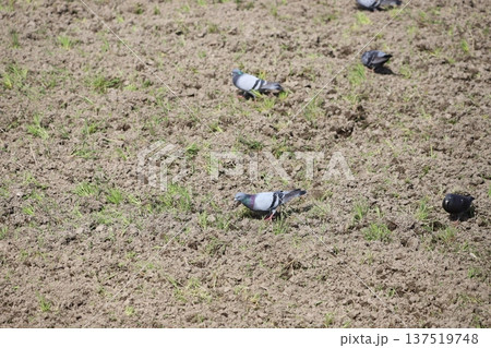 田んぼで餌を食べている鳩 137519748