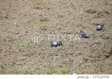 田んぼで餌を食べている鳩 137519749