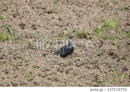 田んぼで餌を食べている鳩 137519750