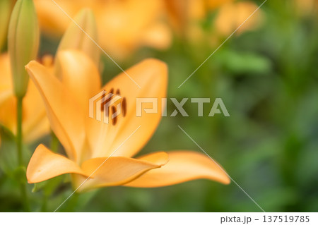 美しい百合の花 美しい百合の花 137519785