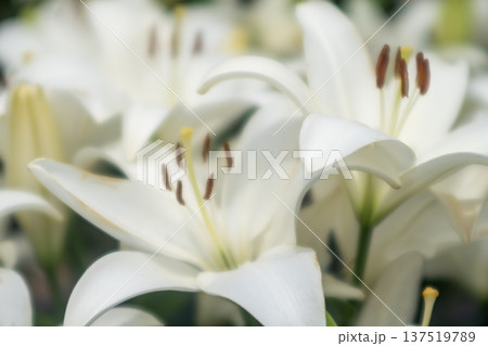 白い百合の花 137519789