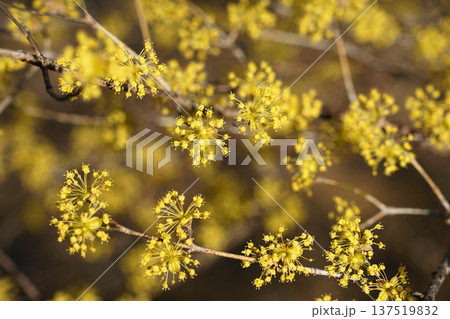 春の訪れを告げる満開のサンシュユ　3月稲城338サンシュユ・ミズキ科(平尾) 137519832