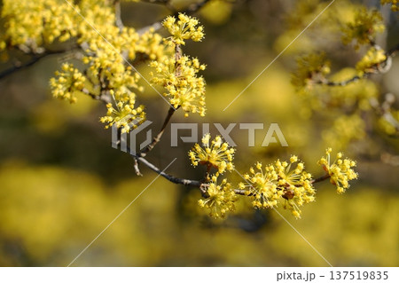 春の訪れを告げる満開のサンシュユ 3月稲城341サンシュユ・ミズキ科(平尾) 春の訪れを告げる満開のサンシュユ 3月稲城341サンシュユ・ミズキ科(平尾) 137519835