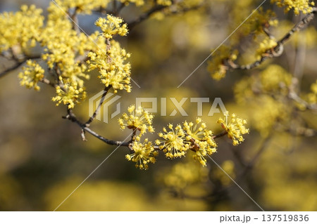 春の訪れを告げる満開のサンシュユ　3月稲城342サンシュユ・ミズキ科(平尾) 137519836