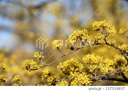 春の訪れを告げる満開のサンシュユ 3月稲城343サンシュユ・ミズキ科(平尾) 春の訪れを告げる満開のサンシュユ 3月稲城343サンシュユ・ミズキ科(平尾) 137519837