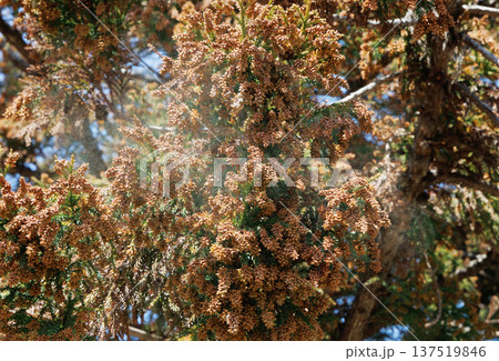 スギ花粉 スギ花粉 137519846