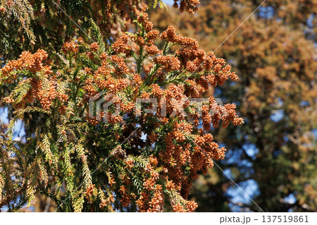 スギ花粉 スギ花粉 137519861