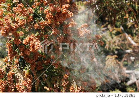 スギ花粉 スギ花粉 137519863