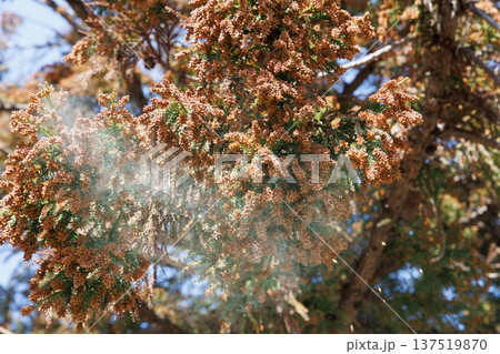 スギ花粉 スギ花粉 137519870
