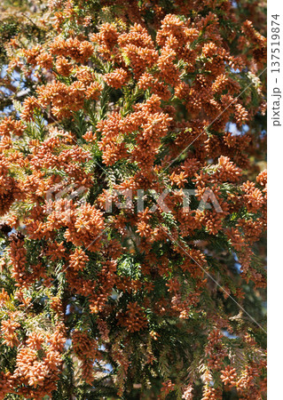 スギ花粉 スギ花粉 137519874