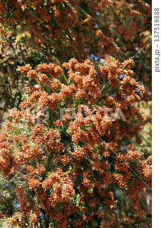 スギ花粉 137519888