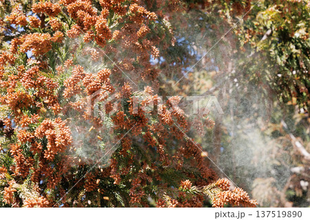 スギ花粉 137519890