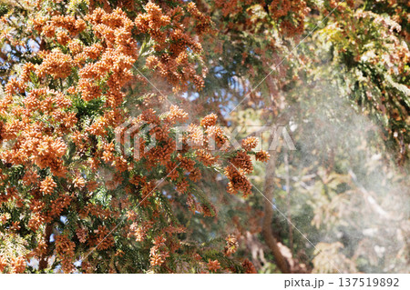 スギ花粉 スギ花粉 137519892