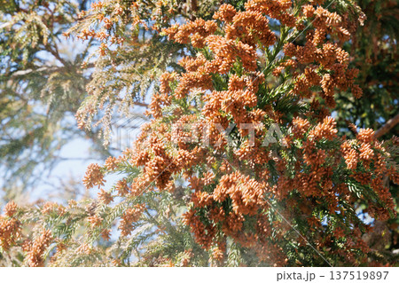 スギ花粉 スギ花粉 137519897