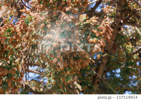 スギ花粉 スギ花粉 137519914