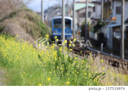 菜の花と大雄山線の電車 菜の花と大雄山線の電車 137519974