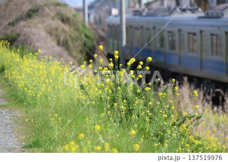 菜の花と大雄山線の電車 菜の花と大雄山線の電車 137519976