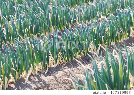ネギ畑 ネギ畑 137519997
