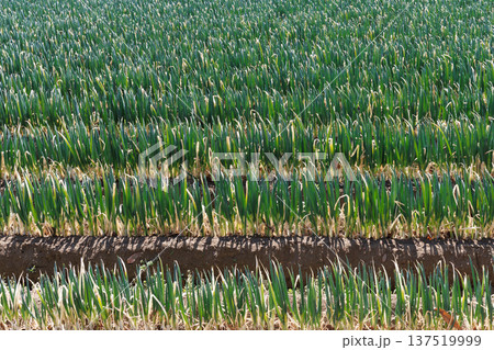 ネギ畑 137519999