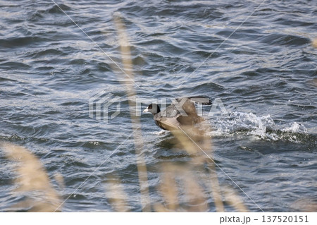水面を走るオオバン 水面を走るオオバン 137520151
