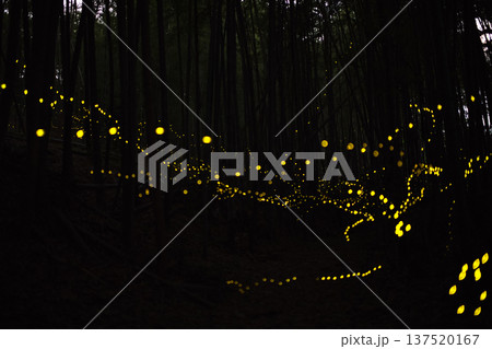 愛知県　名古屋市　相生山緑地　ヒメボタルの乱舞・夏のイメージ 137520167