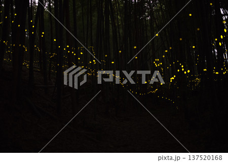 愛知県　名古屋市　相生山緑地　ヒメボタルの乱舞・夏のイメージ 137520168